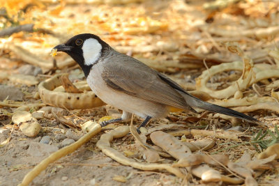 White-eared Bulbul (Pycnonotus leucotis)