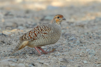 Indian Grey Francolin (Francolinus pondicerianus ssp mecranensis) 