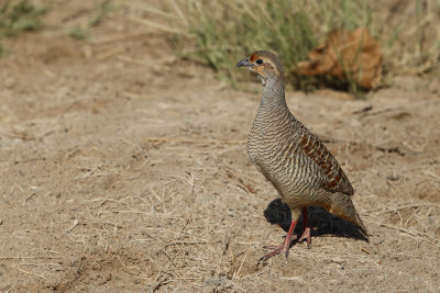 Indian Grey Francolin (Francolinus pondicerianus ssp mecranensis) 