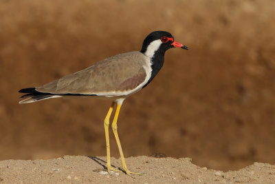 Red-wattled Plover(Vanellus indicus ssp aigneri) 