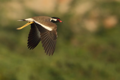 Red-wattled Plover(Vanellus indicus ssp aigneri) 