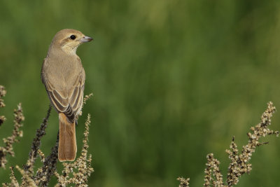Gallery Daurian Shrike