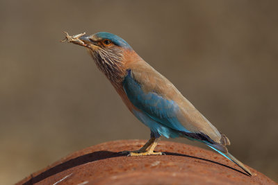 Gallery Indian Roller