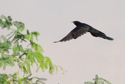 Gallery Asian Koel