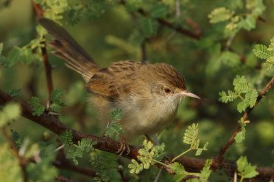 Gallery Graceful Warbler