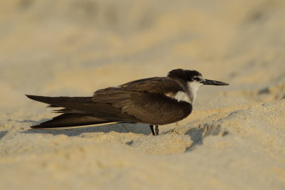 Gallery Bridled Tern