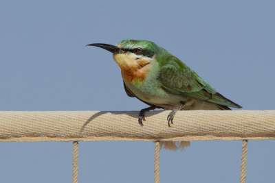 Gallery Bleu-cheeked Bee-eater