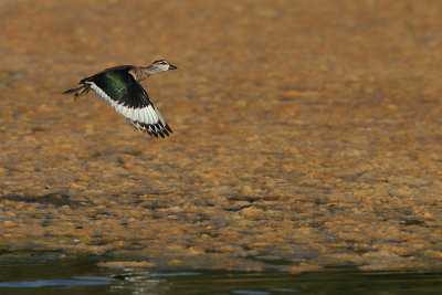 Gallery Cotton Pygmy Goose