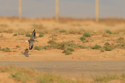 Gallery Grey Plover