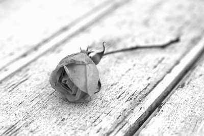 abandoned rose