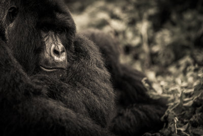 gorila 1_.jpg