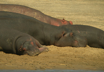 nijlpaard2.jpg