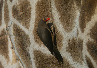 Roodsnavelossenpikker / Red-billed Oxpecker / Buphagus erythrorhynchus