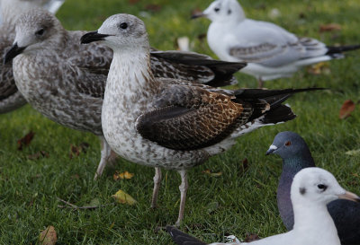 Kleine Mantelmeeuw / Lesser Black-backed Gull / Larus fuscus graellsii/intermedius