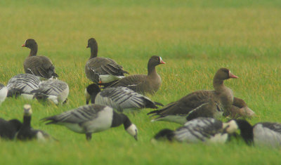 Dwerggans / Lesser White-fronted Goose / Anser erythropus