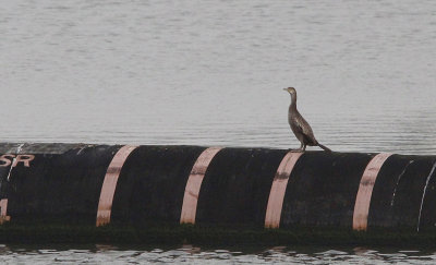 Kuifaalscholver / European Shag / Phalacrocorax aristotelis