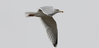 Zilvermeeuw / Herring Gull / Larus argentatus