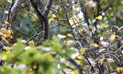 Bladkoning / Yellow-browed Warbler / Phylloscopos inornatus