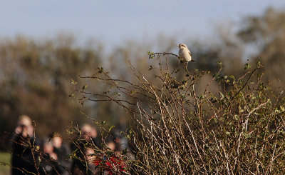 Steppeklapekster / Steppe Grey Shrike / Lanius pallidirostris