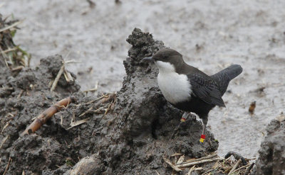 Zwartbuikwaterspreeuw / Black-bellied Dipper / Cinclus cinclus cinclus