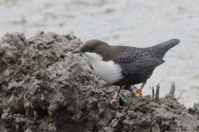 Zwartbuikwaterspreeuw / Black-bellied Dipper / Cinclus cinclus cinclus