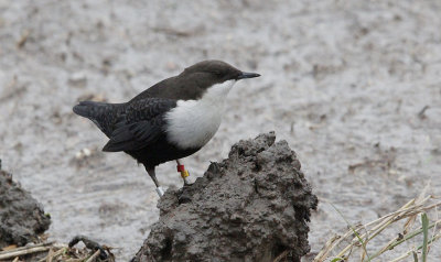 Zwartbuikwaterspreeuw / Black-bellied Dipper / Cinclus cinclus cinclus