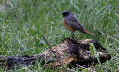 Oosterse Zwarte Roodstaart / Eastern Black Redstart / Phoenicurus ochruros phoenicuroides