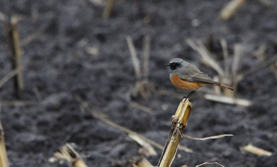 Oosterse Zwarte Roodstaart / Eastern Black Redstart / Phoenicurus ochruros phoenicuroides