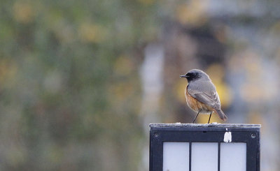 Oosterse Zwarte Roodstaart / Eastern Black Redstart / Phoenicurus ochruros phoenicuroides