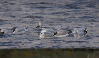 Pontische Meeuw / Caspian Gull / Larus cachinnans