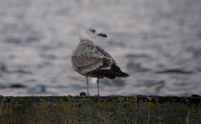 Pontische Meeuw / Caspian Gull / Larus cachinnans