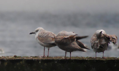 Pontische Meeuw / Caspian Gull / Larus cachinnans