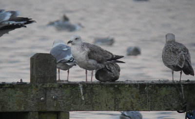 Pontische Meeuw / Caspian Gull / Larus cachinnans