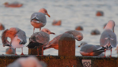 Pontische Meeuw / Caspian Gull / Larus cachinnans