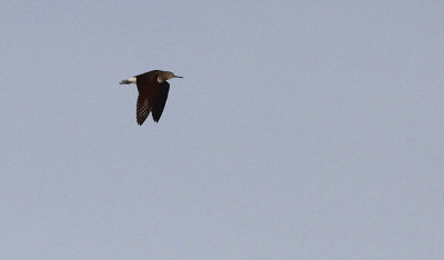 Witgat / Green Sandpiper / Tringa ochropus