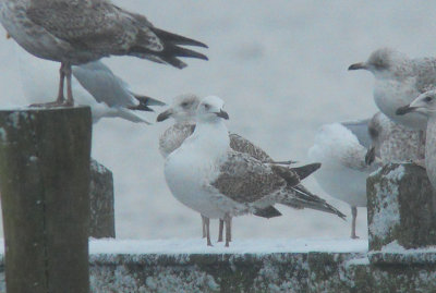 Pontische Meeuw / Caspian Gull / Larus cachinnans