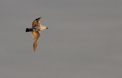 Pontische Meeuw / Caspian Gull / Larus cachinnans