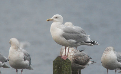 Hybride Zilvermeeuw x Pontische Meeuw / Herring Gull x Caspian Gull / Larus argentatus x Larus cachinnans