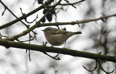 Humes Bladkoning / Hume's Warbler / Phylloscopus humei