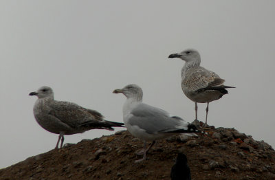 Pontische Meeuw / Caspian Gull / Larus cachinnans