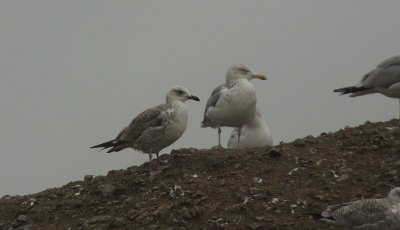 Pontische Meeuw / Caspian Gull / Larus cachinnans