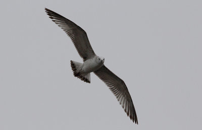 Pontische Meeuw / Caspian Gull / Larus cachinnans