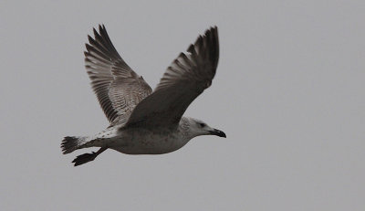 Pontische Meeuw / Caspian Gull / Larus cachinnans