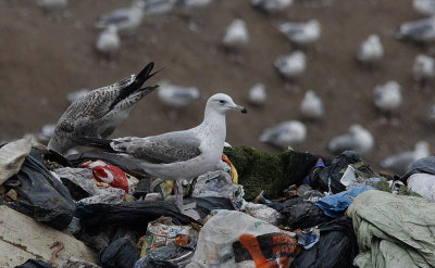 Pontische Meeuw / Caspian Gull / Larus cachinnans