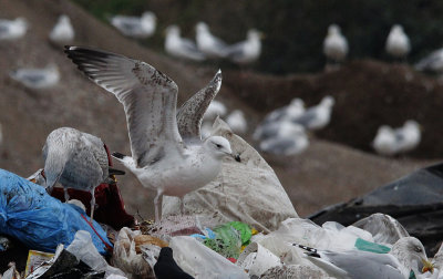 Pontische Meeuw / Caspian Gull / Larus cachinnans