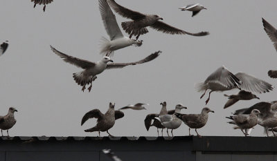 Pontische Meeuw / Caspian Gull / Larus cachinnans