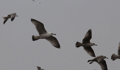 Pontische Meeuw / Caspian Gull / Larus cachinnans