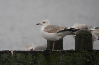Pontische meeuw / Caspian Gull / Larus cachinnans