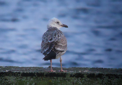 Pontische meeuw / Caspian Gull / Larus cachinnans