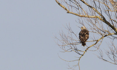 Ruigpootbuizerd / Rough-legged Buzzard / Buteo lagopus